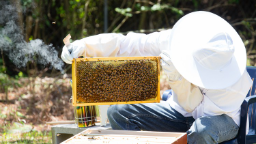 从养蜂开始：开始您的第一个蜂箱！Beginning in Beekeeping: Start Your Very First Beehive!